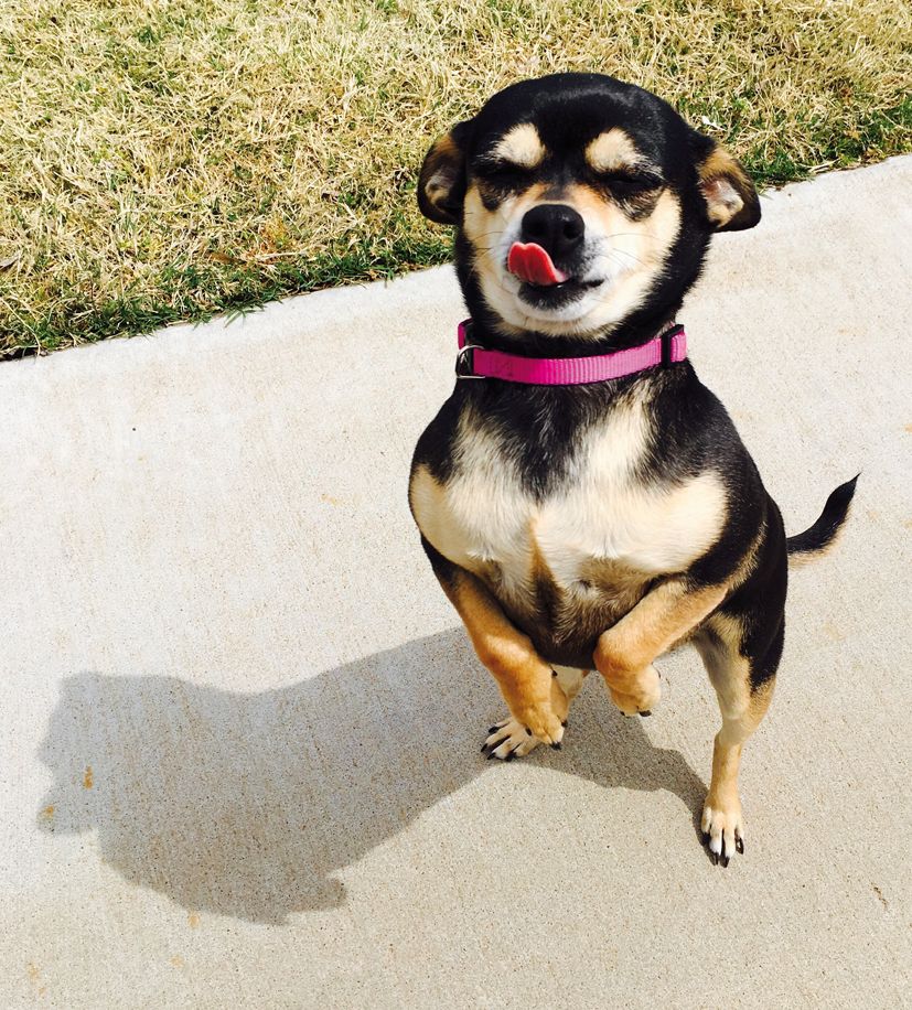 Moltes aplicacions ens ajuden amb les nostres mascotes
