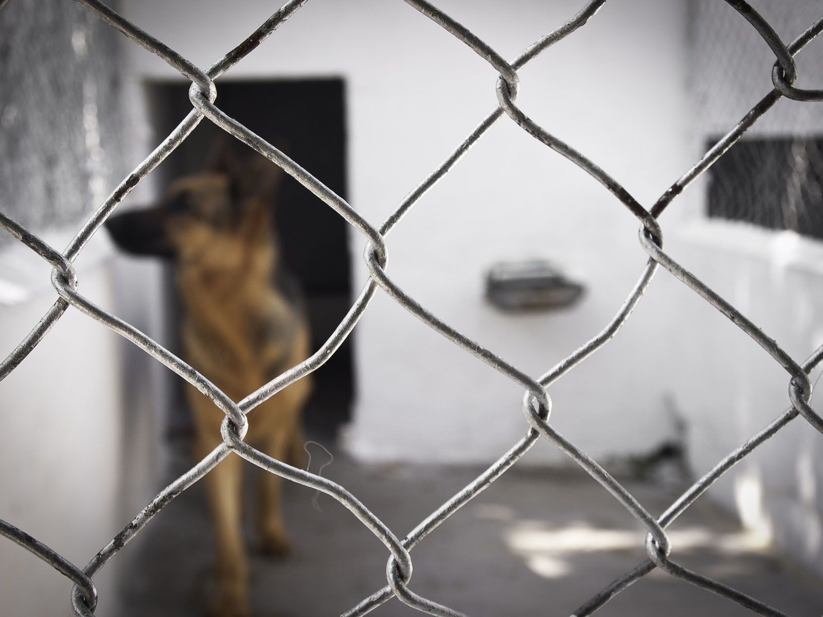 Residencia canína de l'Arrabassada FOTO: Artur Ribera