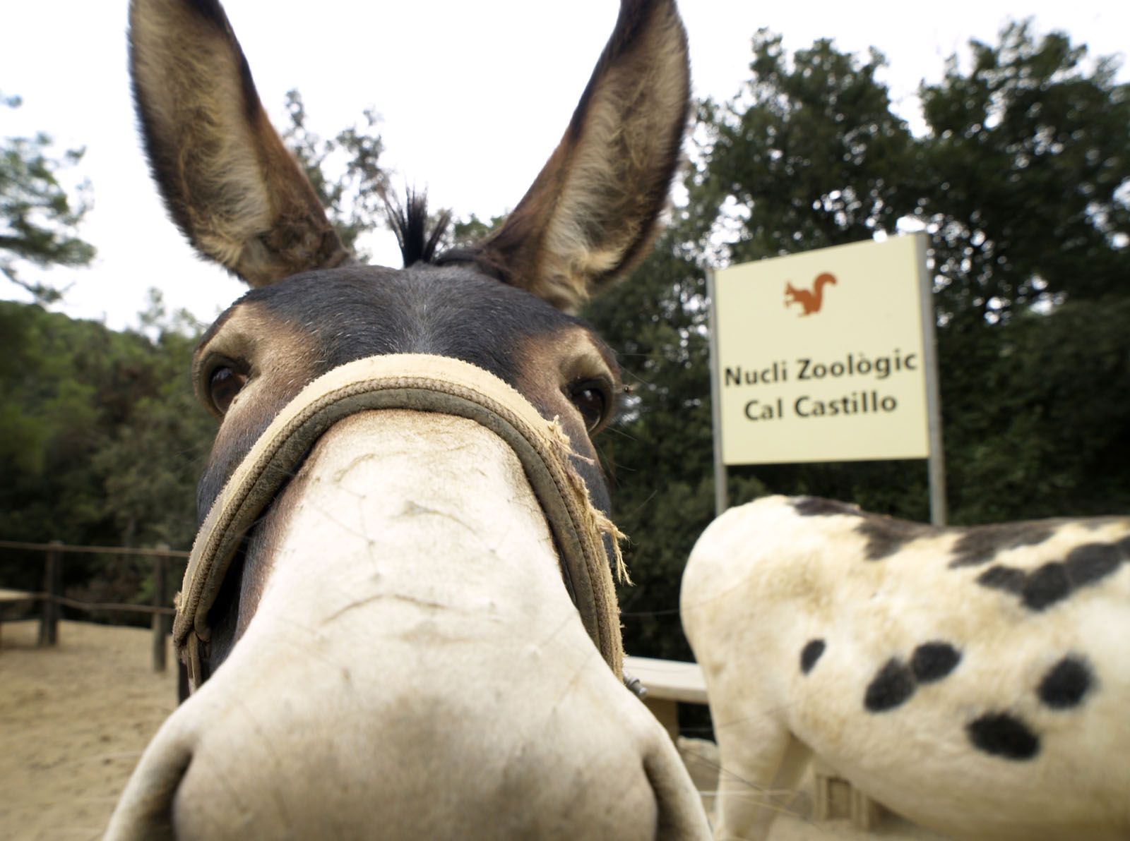 El desaparegut Núcli Zoològic de Cal Castillo FOTO: Artur Ribera