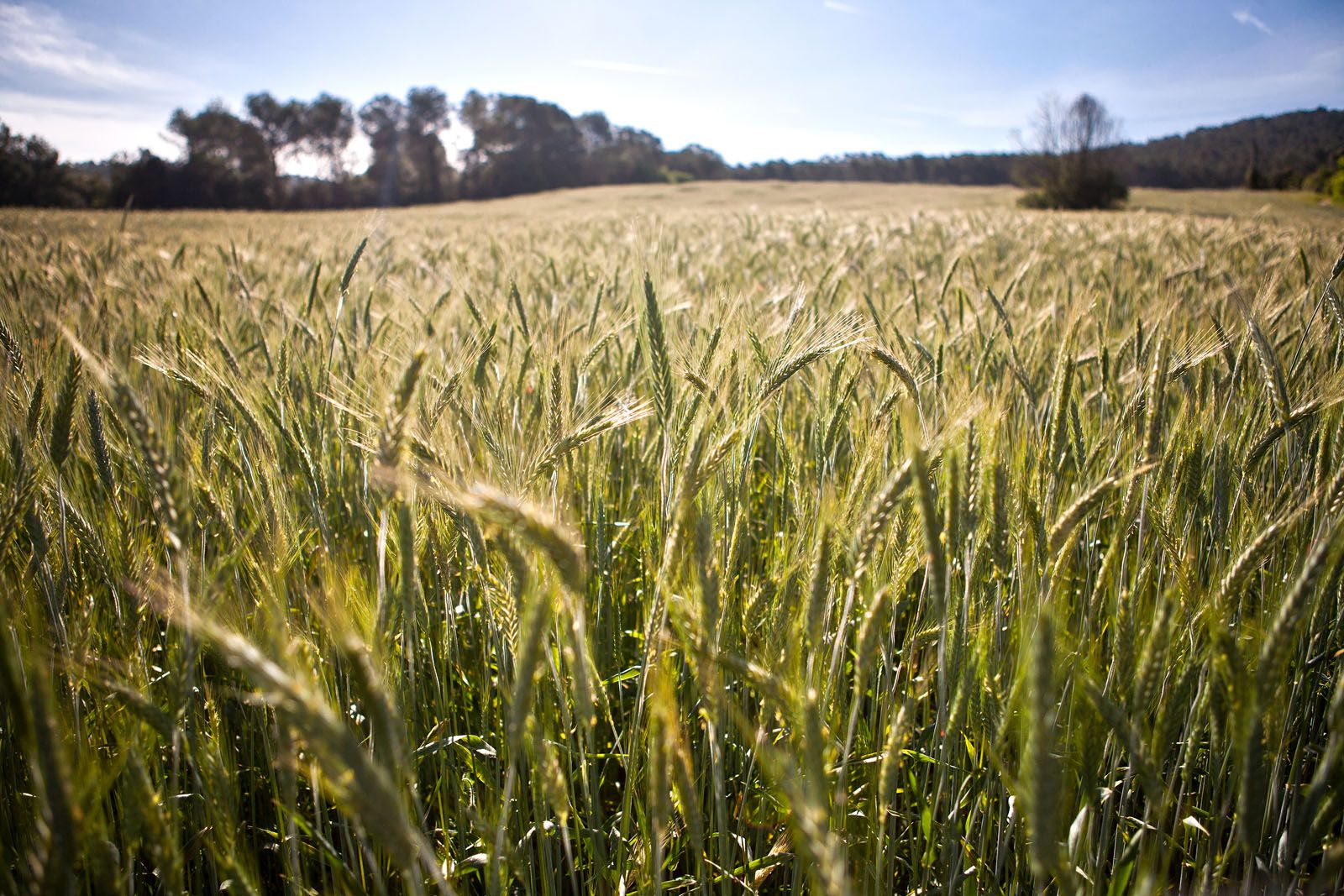 Camps d'ordi a l'entorn de Torre Negra FOTO: Artur Ribera