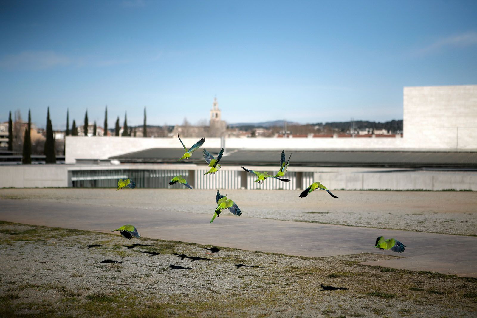 Cotorres argentines al parc de l'Arboretum FOTO: Artur Ribera