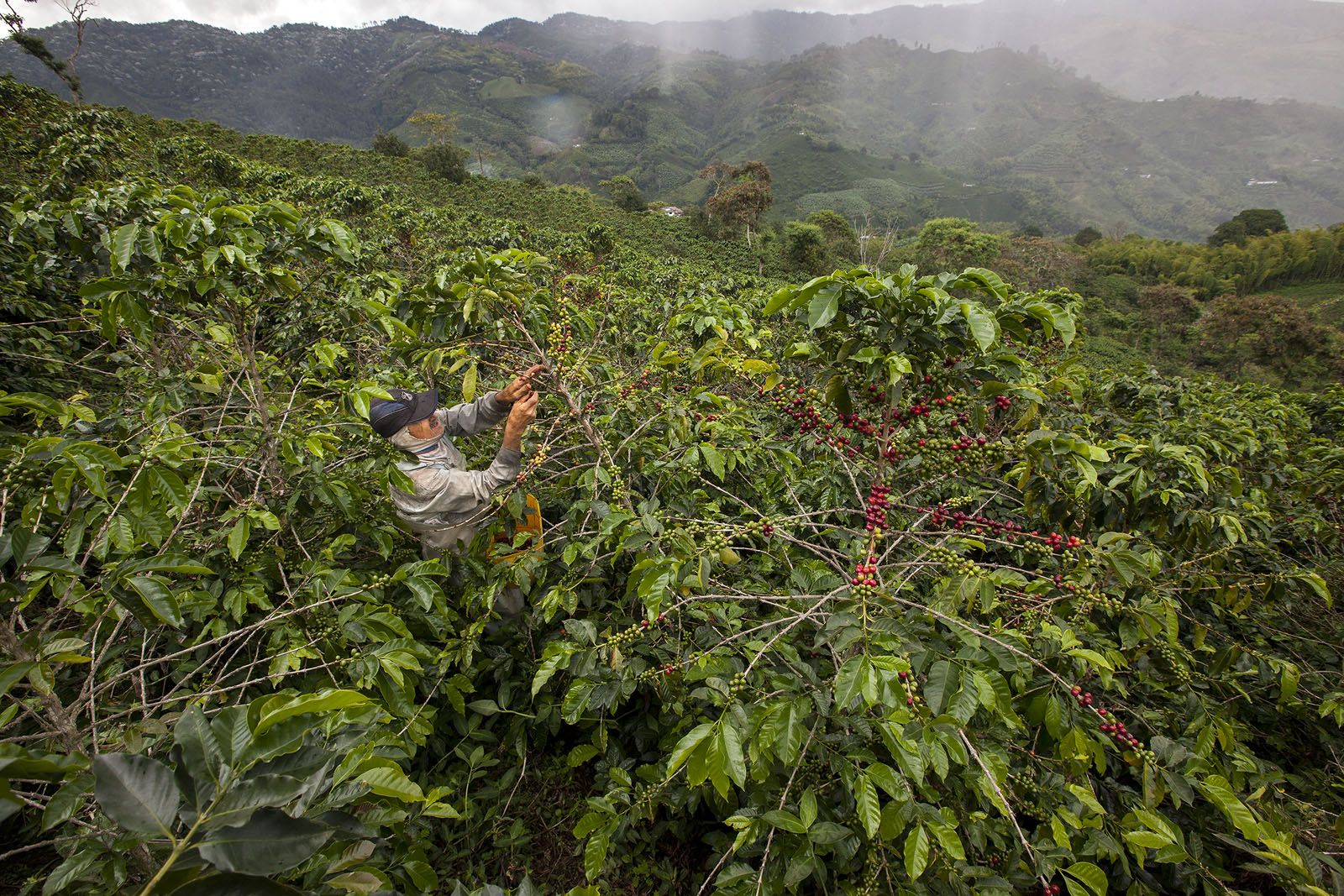 Mané Espinosa  "Procés de la producció del cafè protagonitzat per homes i dones que lluiten diàriament per sortir de la pobresa, fugir de la violència i viure amb dignitat a Colòmbia. a més de 1.600 metres d’altitud, en jornades de 10 hores. 2015".