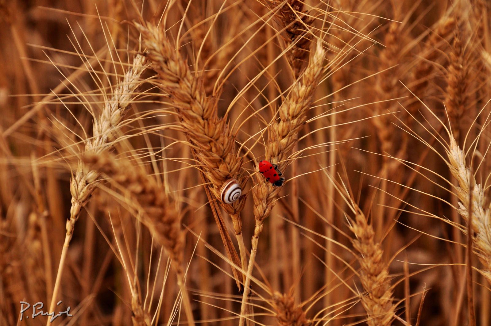Pep Pujol  "En un camp de blat de la Segarra dues petites vides s’acompanyen en la inmensa i daurada solitud".