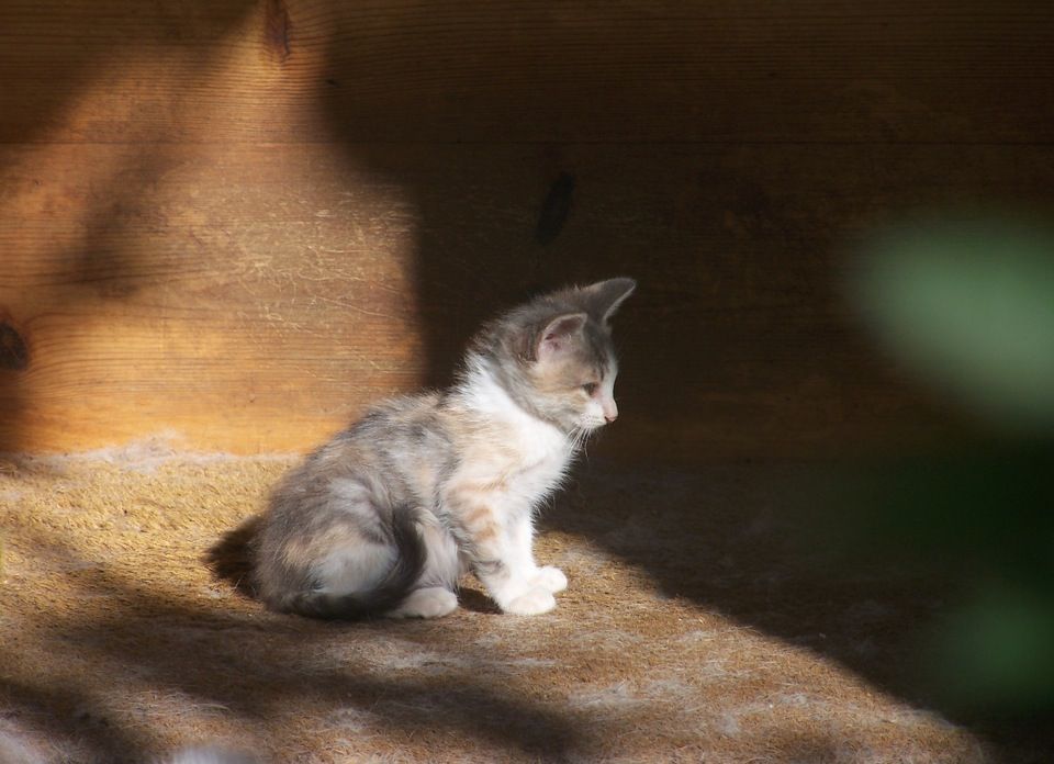 Ja s'han censat més de 45 cadells  FOTO: Arxiu