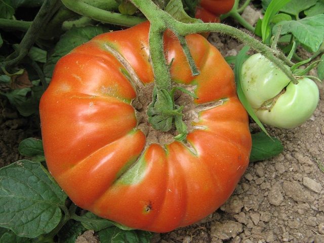 La gran mida i el seu sabor, dues de les característiques del tomàquet de Collserola FOTO: Parc Natural Collseroal
