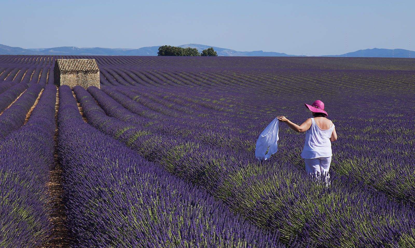 Pere Ramoneda Montagut. Papallona Machaon