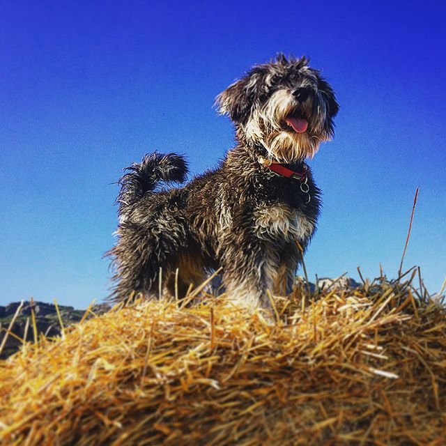 @danmonells .  Kira, 'El rey león'