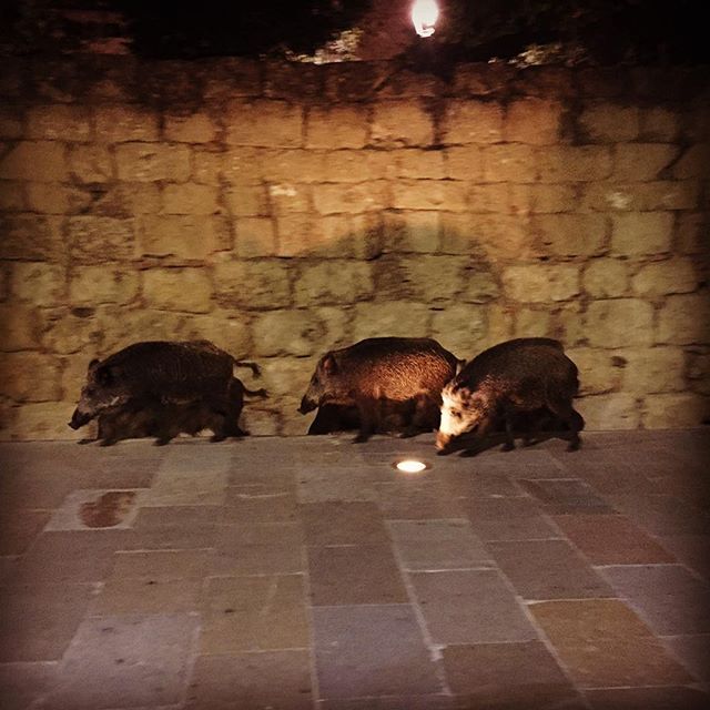 @stic2011.   De #turismo por el #Monastir de #santcugat #igers #jabali #totsantcugat #igerssantcugat