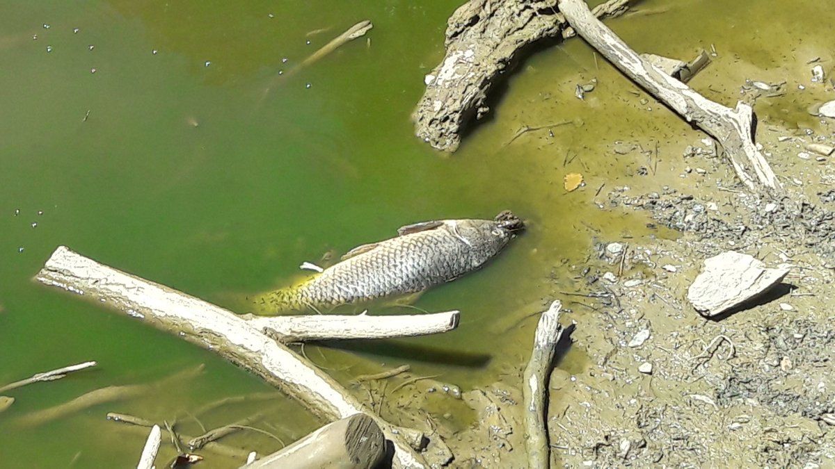 Un dels peixos que Clara Rovira es va trobar morts al pantà de Can Borrell FOTO: Clara Rovira