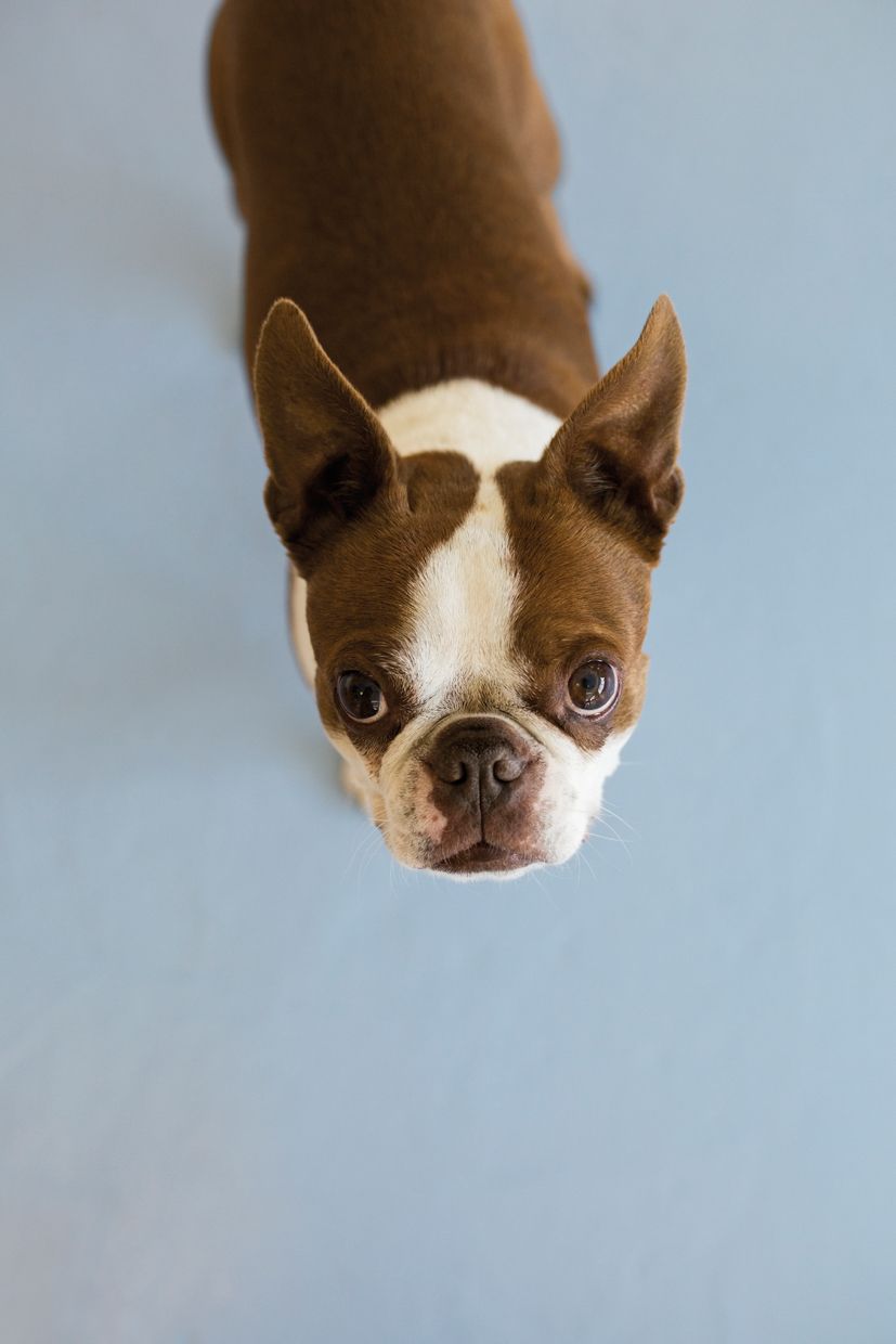 Els gossos de raça petita són més propensos a tremolar