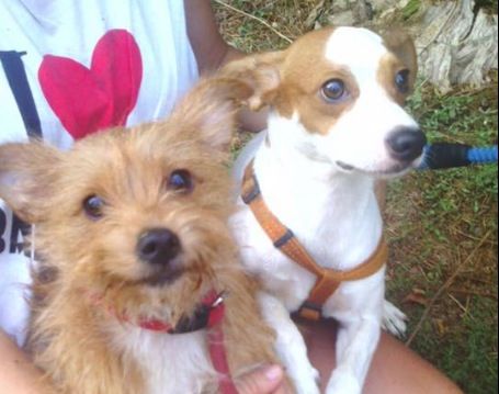 Pipi i Can tornen a estar a casa