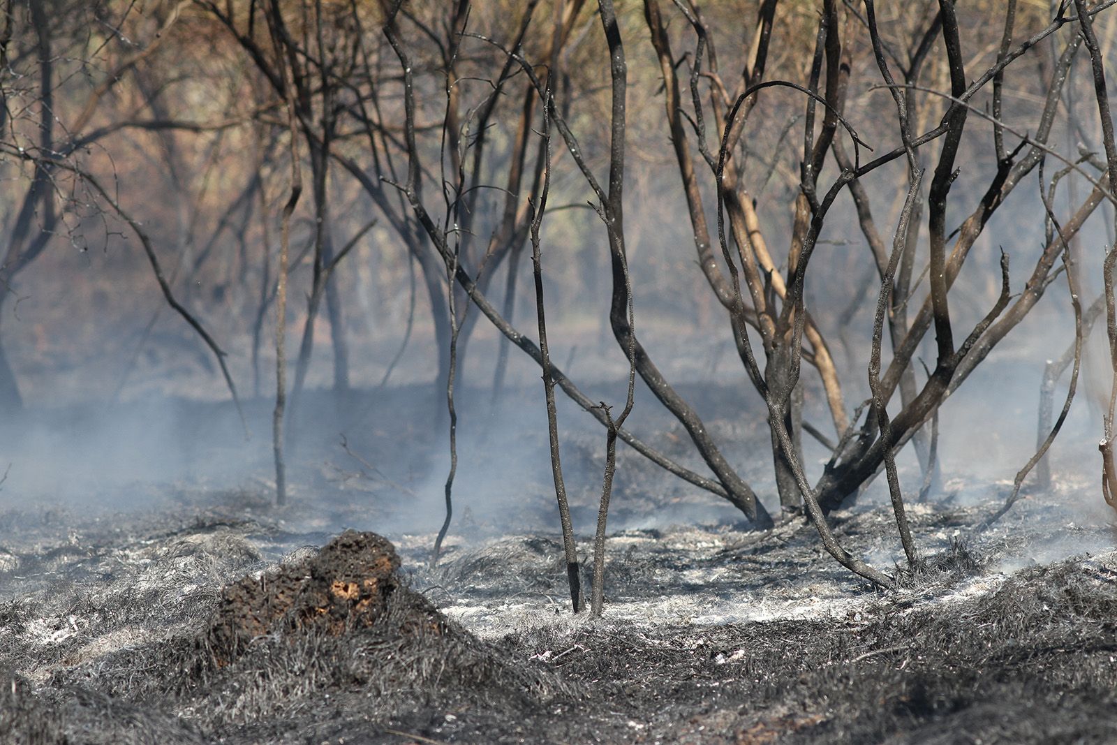 Ha cremat sobretot canya i una part de vegetació forestal FOTO: Haidy Blanch