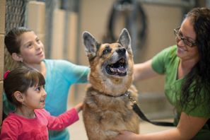 Si adopteu un gos, salveu dues vides