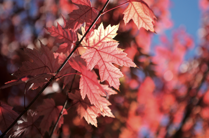 Molts dels arbres de Sant Cugat canvien el color de les fulles durant la tardor FOTO: Artur Ribera 