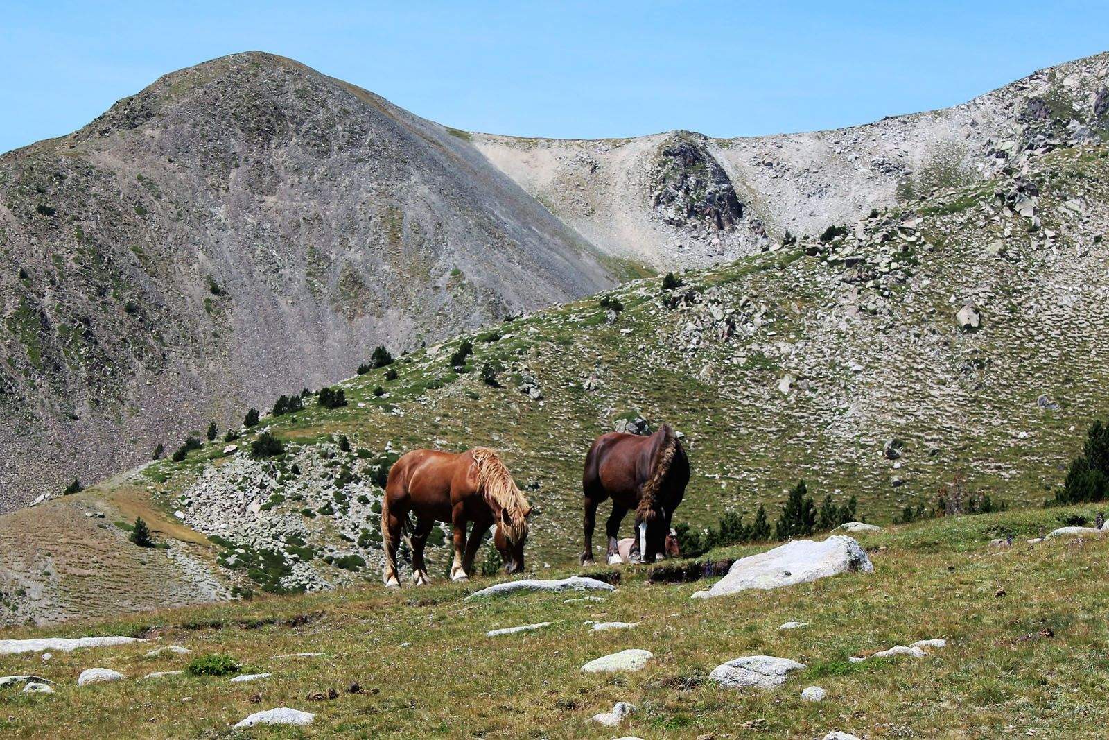 Àlex Muñoz Iglesias - Pasturant
