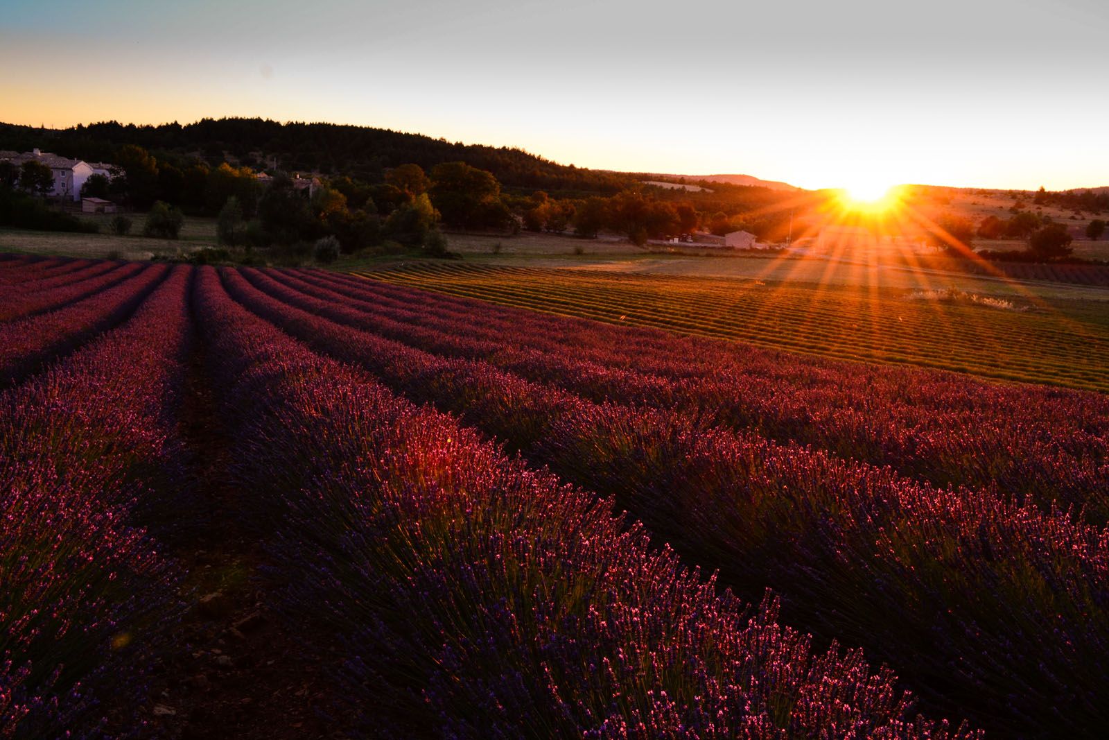 Gerardo Mosqueda Quezada - Sault
