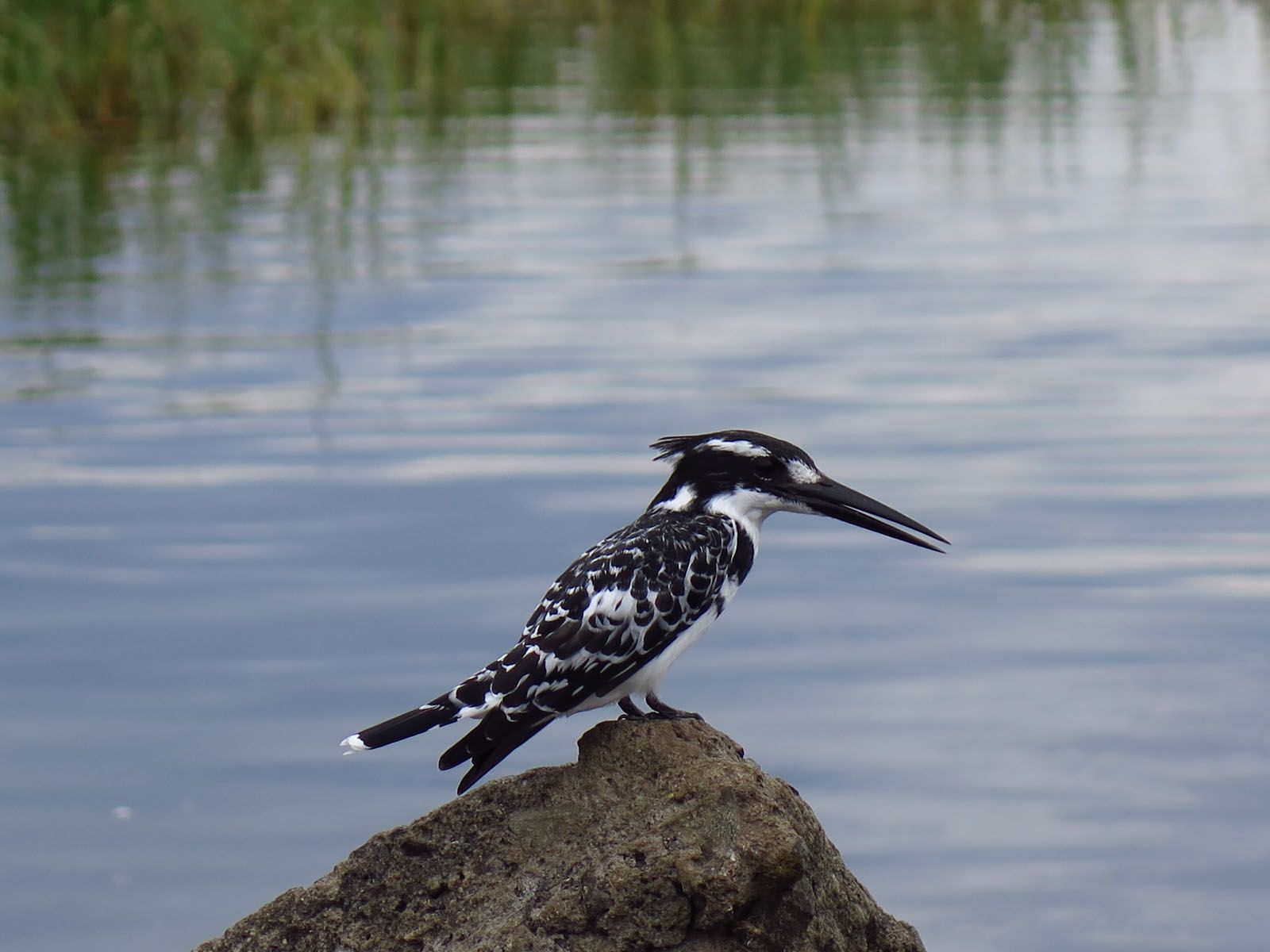 Aida Díaz - Blanc i negre volador