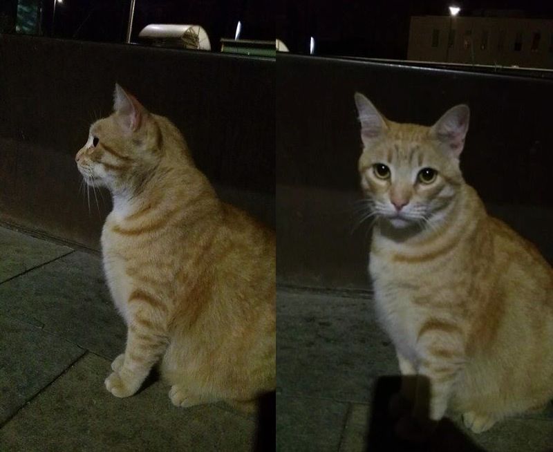 Imatge del gat recollit  FOTO: Cedida