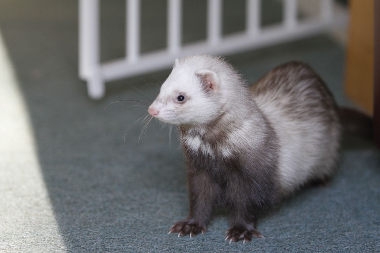 Les fures es posen agressives quan tenen fam