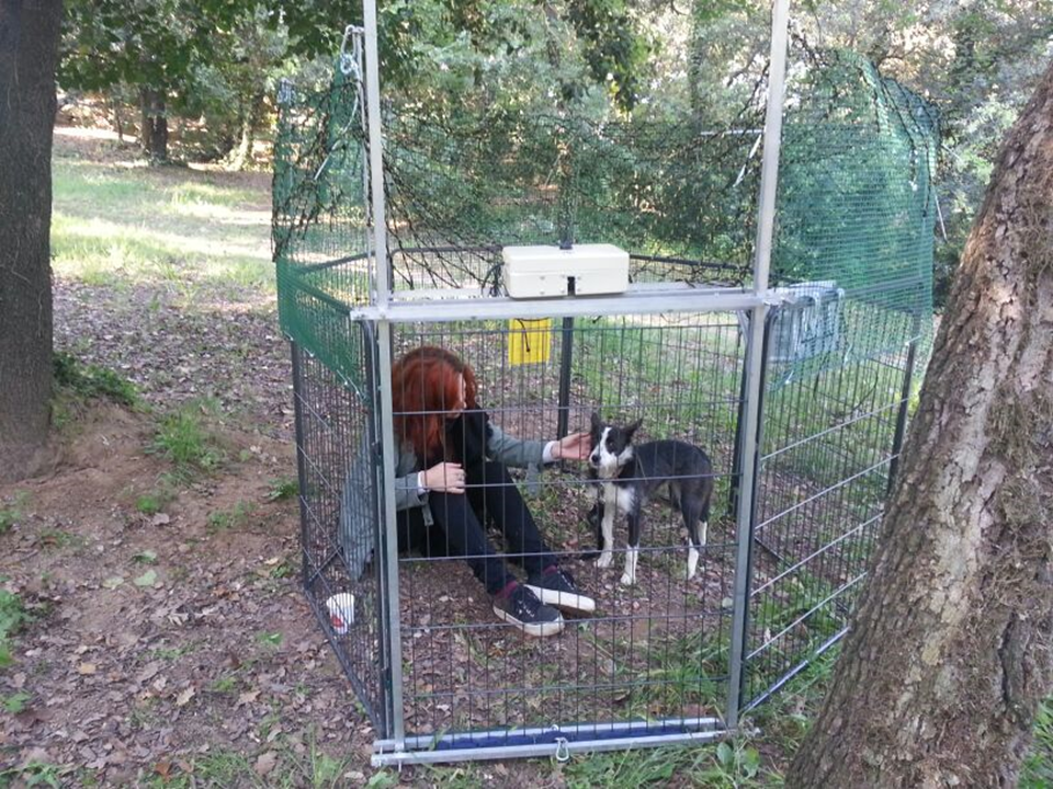 Un gos dins de la gàbia-trampa de l'entitat FOTO: Cedida