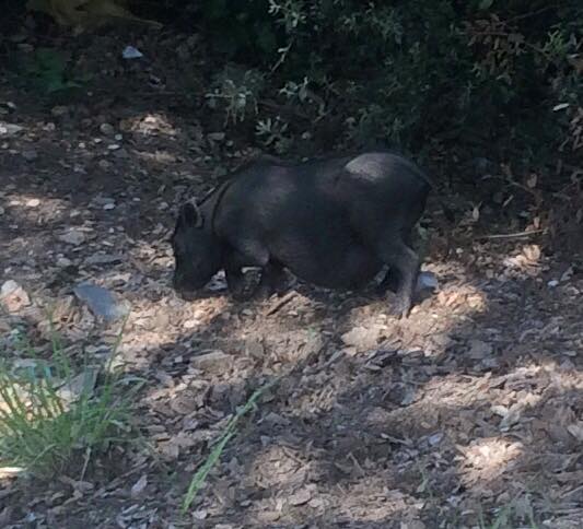 L'exemplar de porc vietnamita FOTO: Som de Sant Cugat 