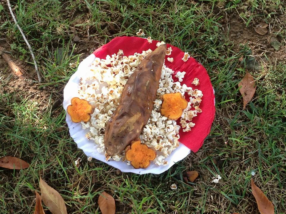 Un dels plats que es va trobar la propietària FOTO: Cedida Clinica Veterniària Mira-sol