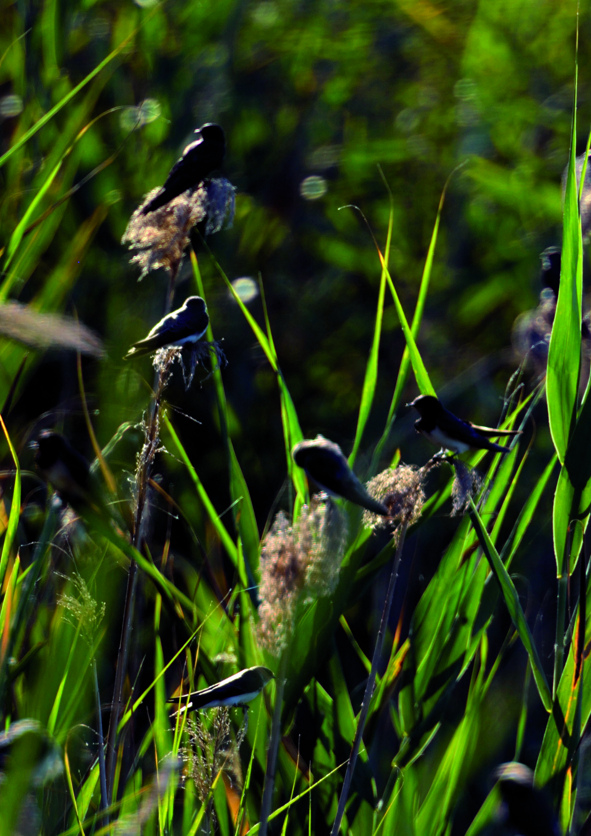 Grup d’orenetes vulgars (Hirundo rústica) FOTO: Oriol Martínez Canas.