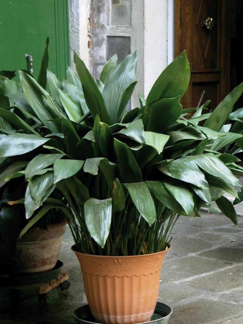 L'aspidistra és una planta perenne molt resistent