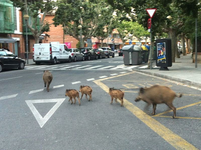 Una família de porcs senglars pel centre de Sant Cugat FOTO: Arxiu