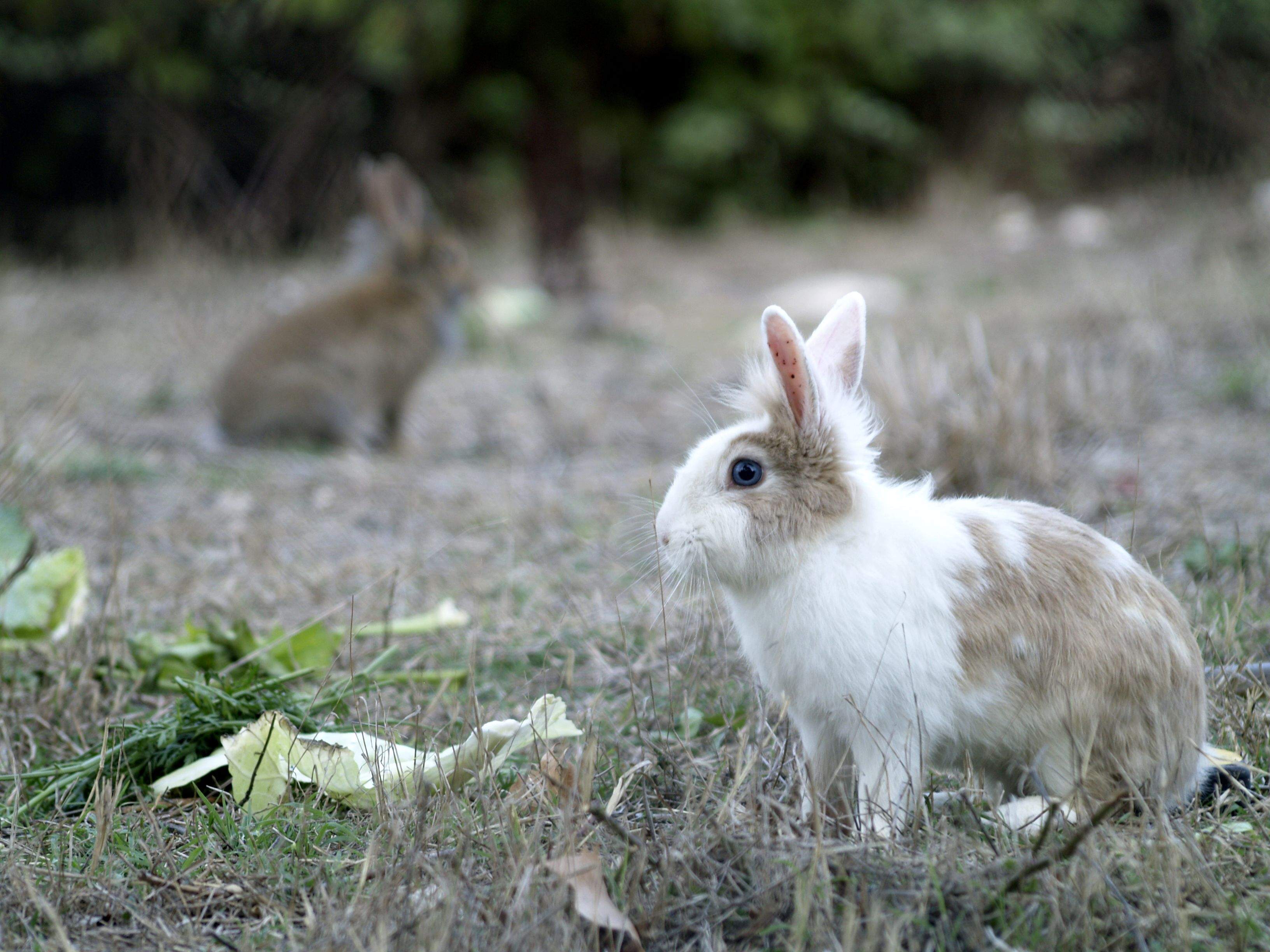 Conills a Collserola FOTO: Artur Ribera Conills a Collserola FOTO: Artur Ribera