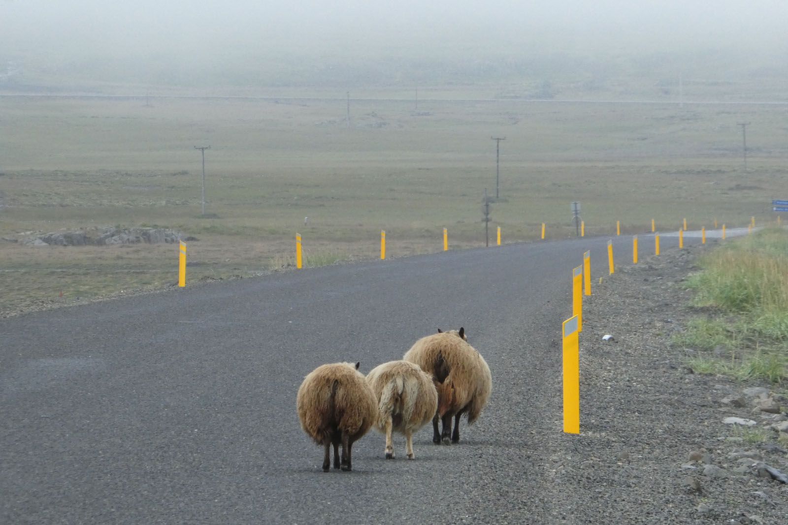 2n Premi LLEURE, "Preferència de pas" Skaftafell, Autor: Islància Maria Soto