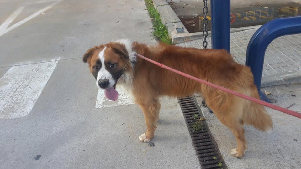 El Luky té dos anys i la seva propietària va renunciar a ell FOTO: Cedida