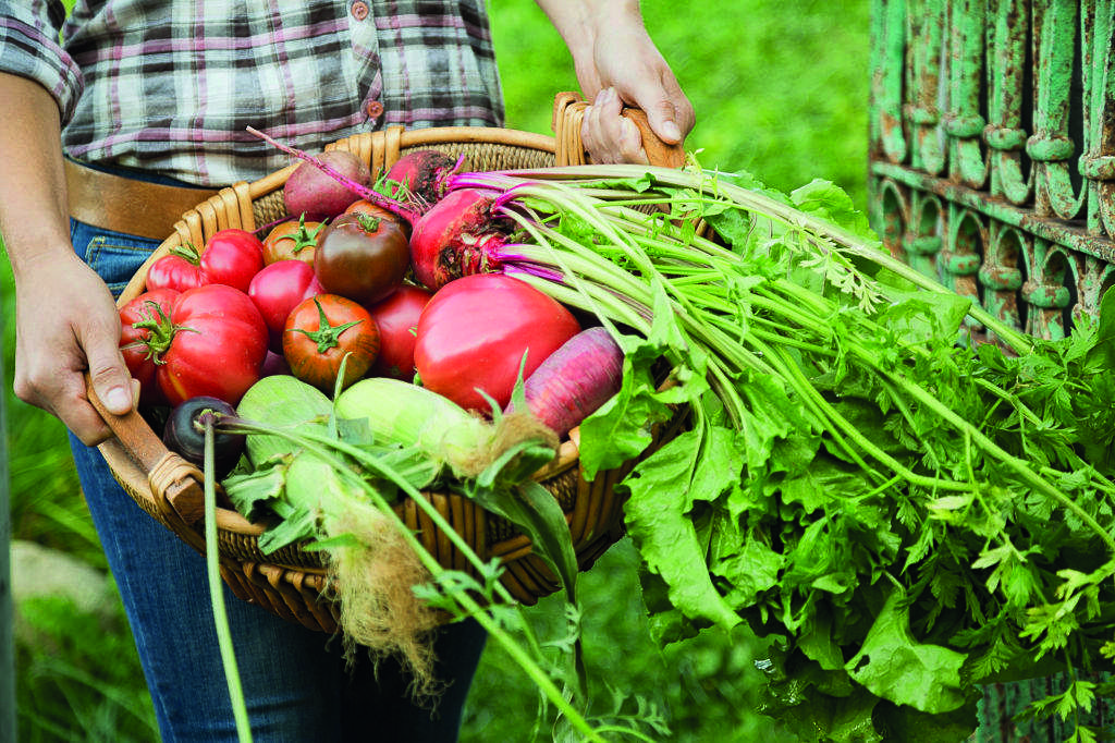 La verdura, un aliment essencial
