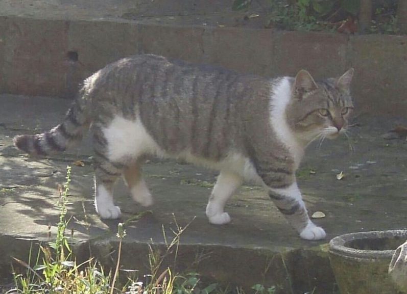 A Sant Cugat hi ha un miler de gats  FOTO: PAS Sant Cugat