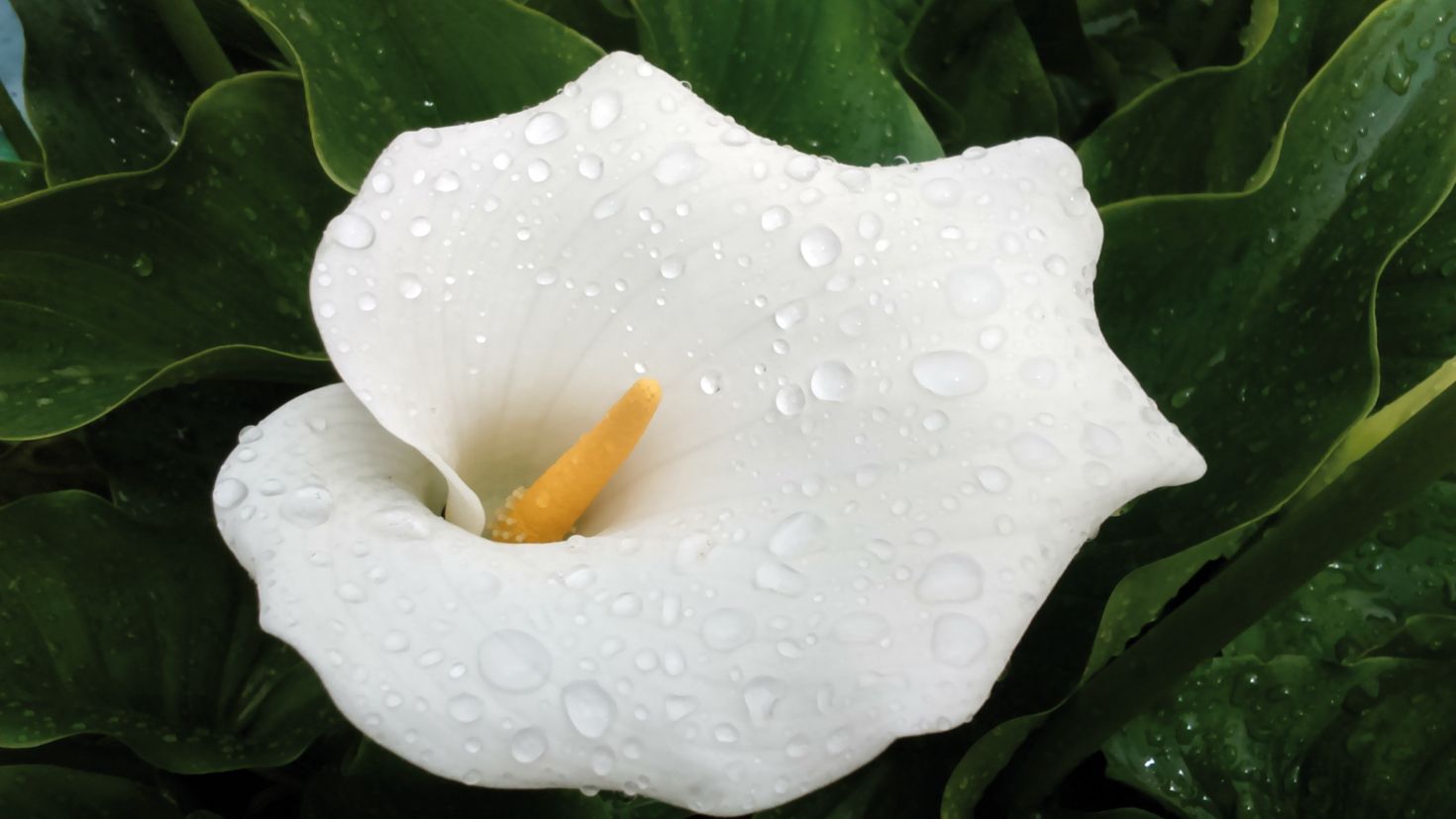 Les arum són molt verinoses