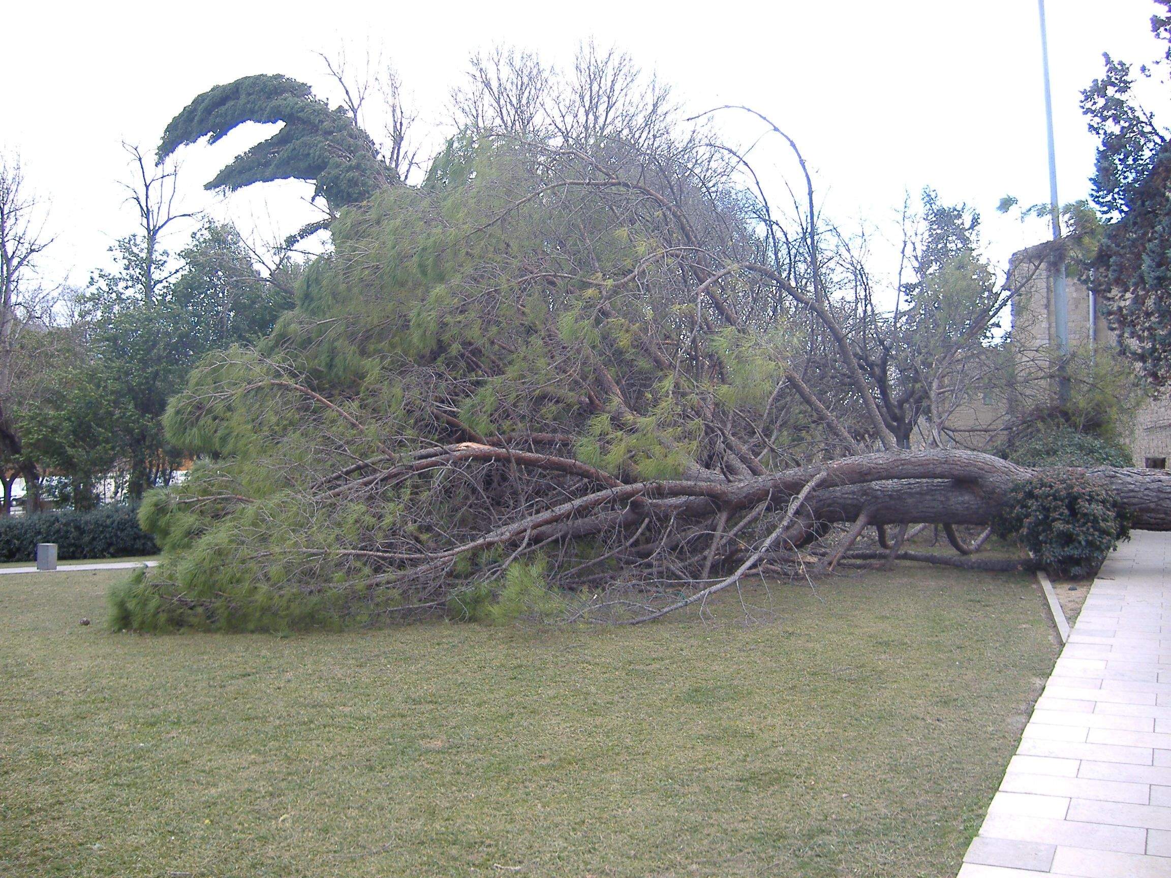 Un arbre caigut al Monestir de Sant Cugat per un episodi anterior de vent FOTO: 