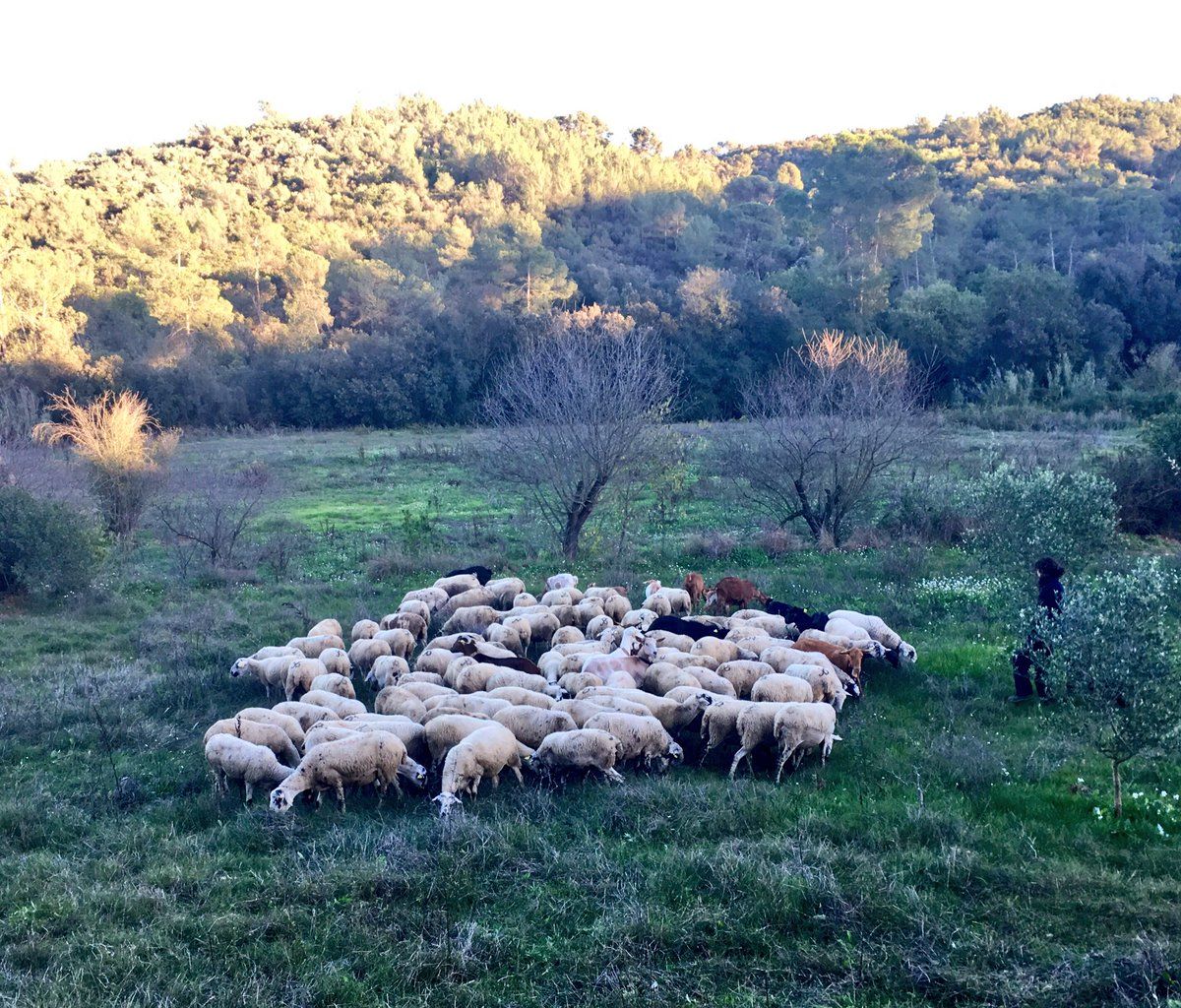 El ramat ja pastura per Collserola i Sant Cugat FOTO: Twitter / Marta Oliver