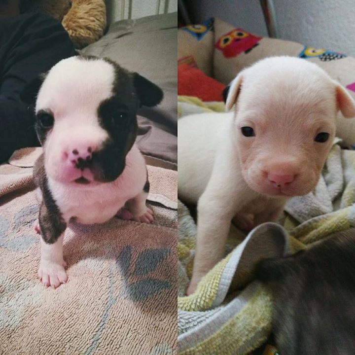 Dos dels cadells abandonats a Sant Cugat i que estan en adopció
