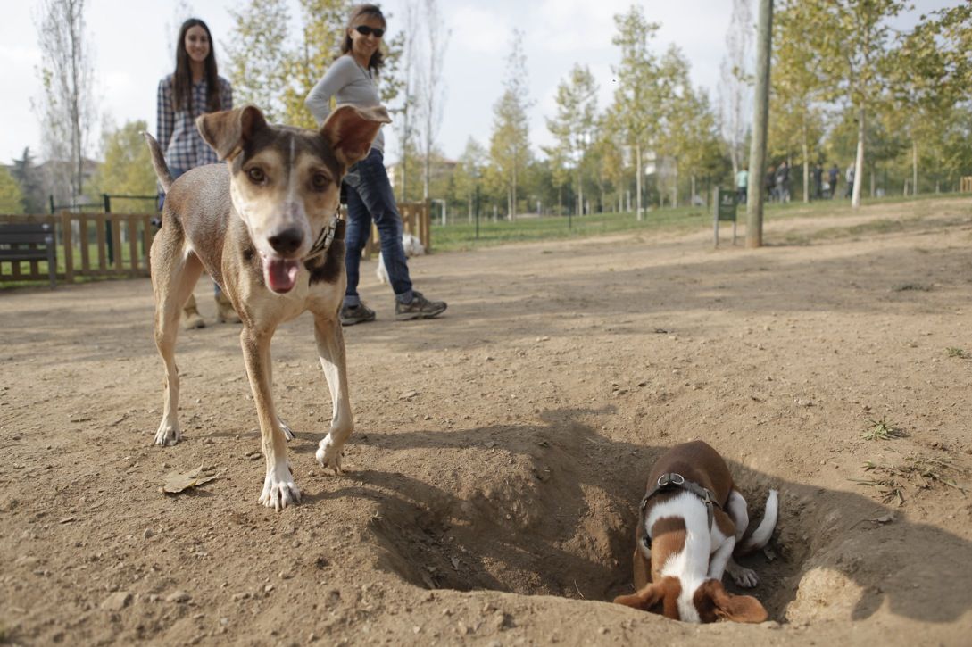 Actualment, hi ha 4 zones d'esbarjo per a animals de companyia a Sant Cugat  FOTO: Artur Ribera
