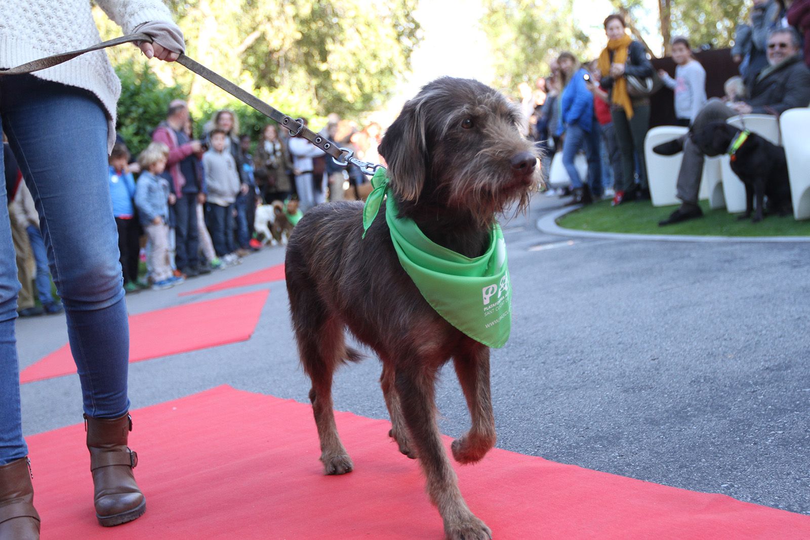 El 2012 es va pujar l'IVA dels veterinaris del 8 al 21% FOTO: Arxiu