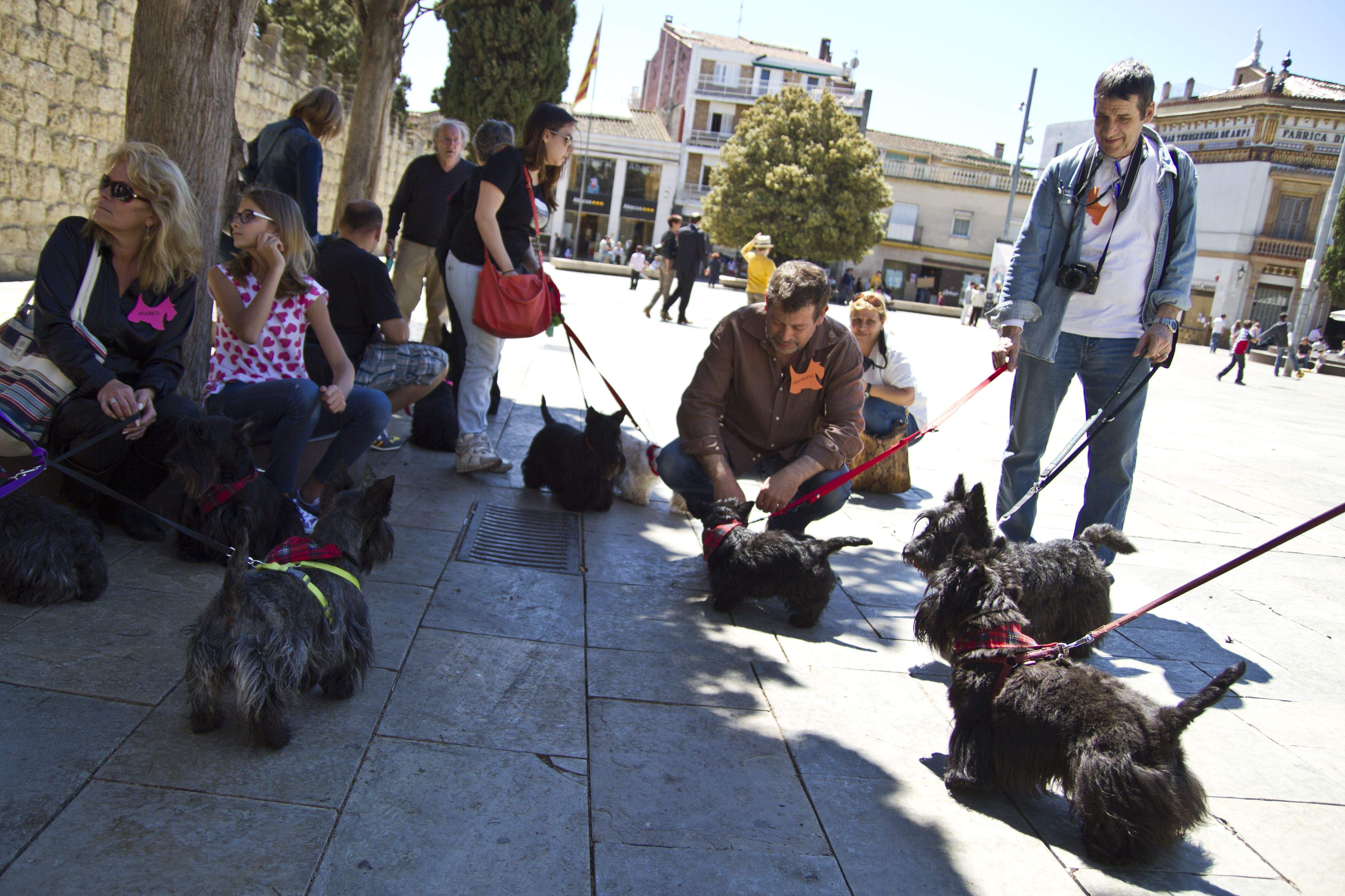 A Sant Cugat hi ha gairebé 2.000 gossos censats FOTO: Estefania Bedmar
