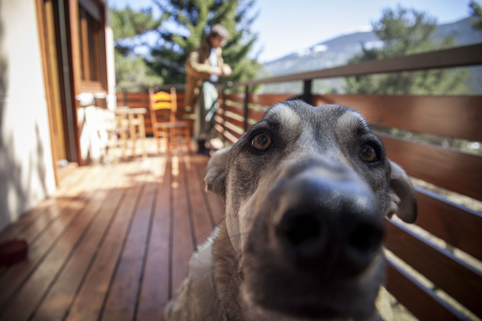 Pol Picas i Hervàs. L'olor de les lents