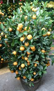 A l'hivern convé aplicar a la terra magnesi, postassi, ferro i zinc