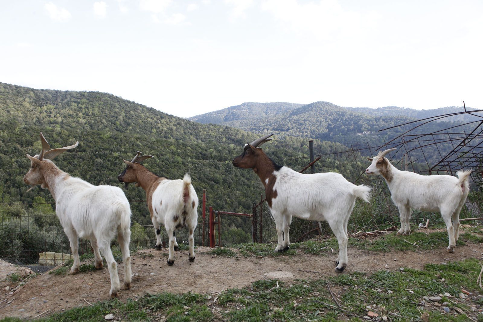 Sant Cugat ha fet una prova pilot amb ovelles per netejar els boscos FOTO: Artur Ribera