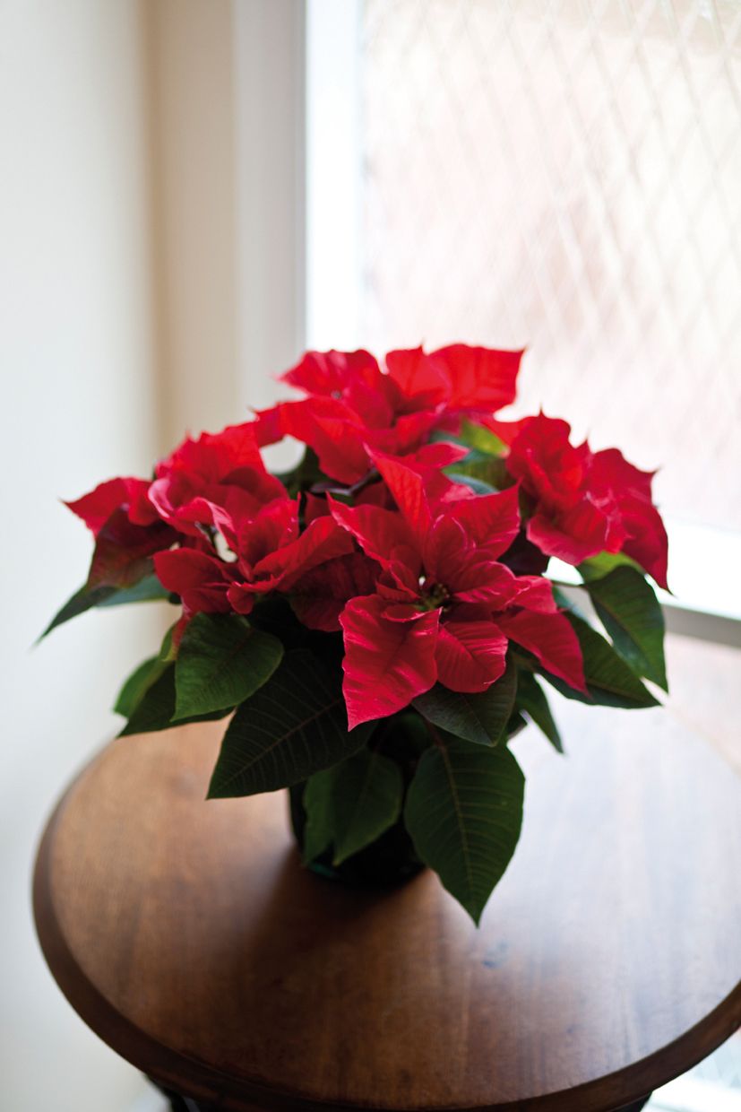 La ponsètia no aguanta les corrents d'aire ni el fred