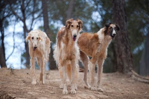A Sant Cugat hi ha diverses pàgines web que vetllen per trobar els animals perduts FOTO: Arxiu 