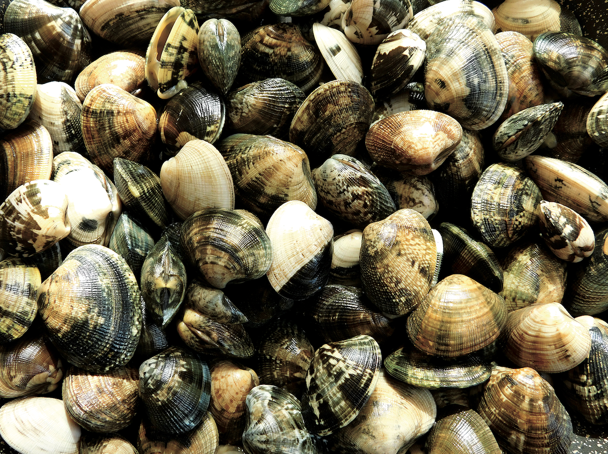 Imatge d'unes cloïses FOTO: Cedida