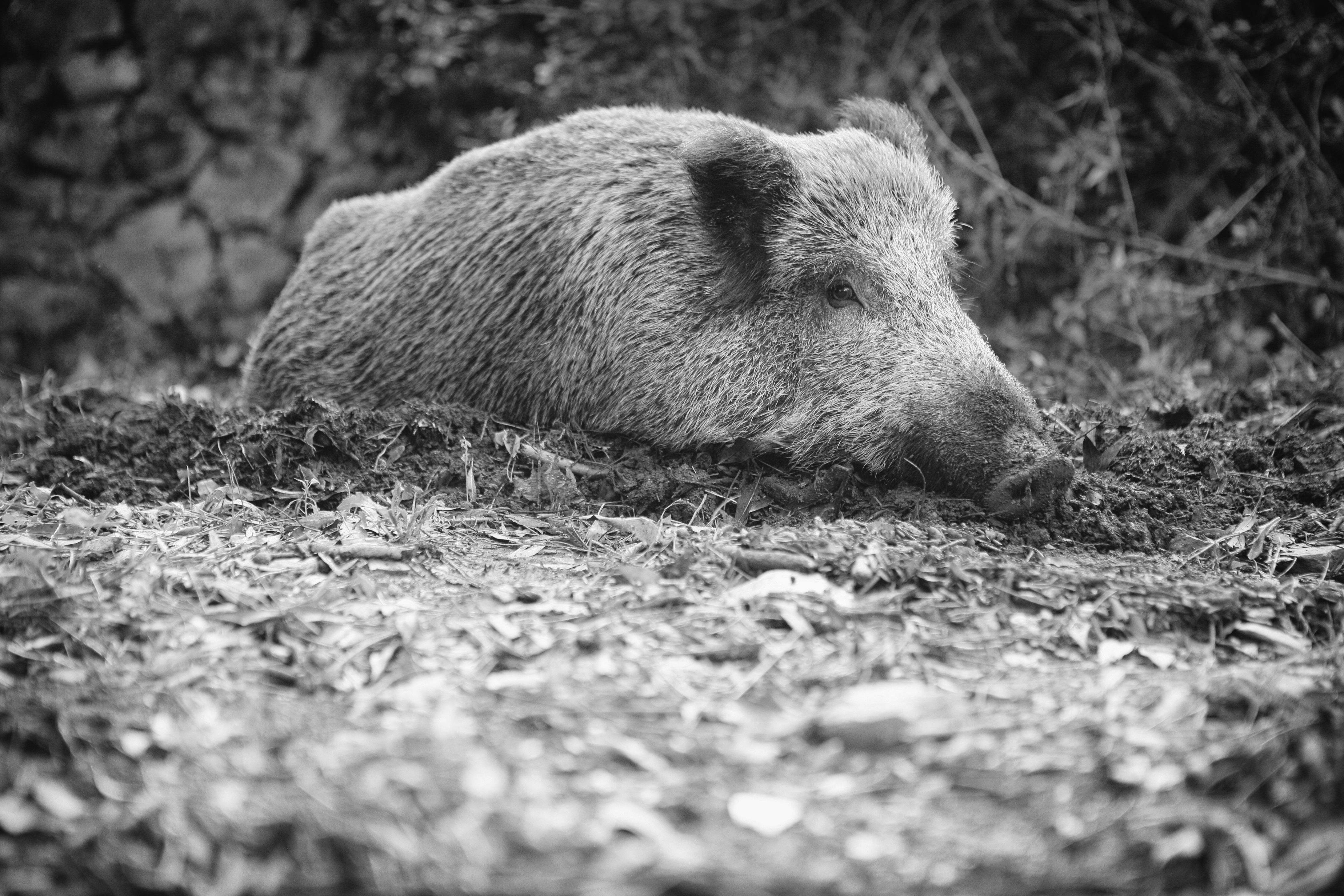 El veí més animal de Sant Cugat FOTO: Artur Ribera