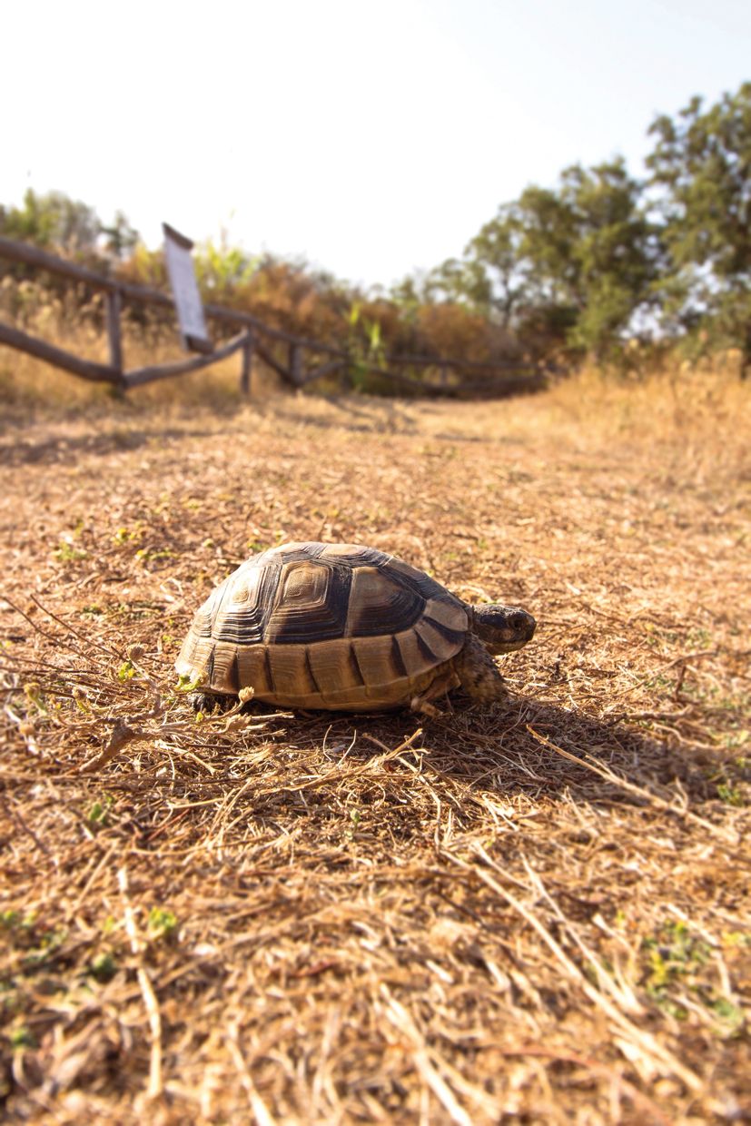 Si la tortuga no està en bon estat de salut s'ha d'evitar que hiverni
