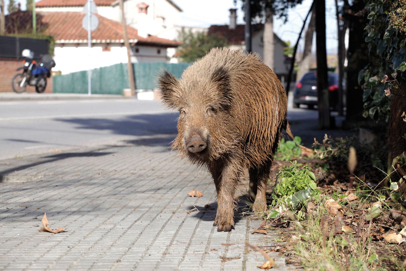 Un senglar, a Sant Cugat  FOTO: Artur Ribera (TOT Sant Cugat)